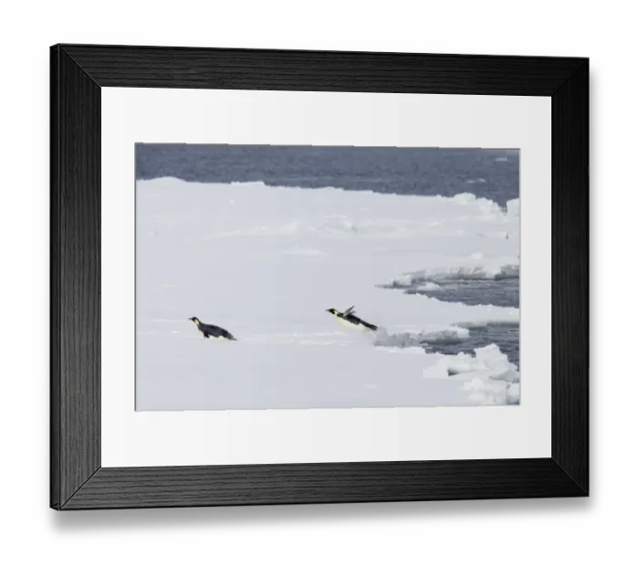 Framed Print : Emperor Penguin (Aptenodytes forsteri) two adults, leaping out of sea onto ice, Snow Hill Island, Weddell Sea, Antarctica Framed Print : Emperor Penguin (Aptenodytes forsteri) two adults, leaping out of sea onto ice, Snow Hill Island, Weddell Sea, Antarctica