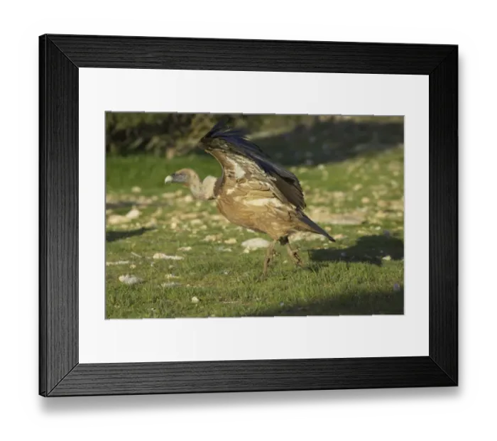 Framed Print : Eurasian Griffon Vulture (Gyps fulvus) adult, running and taking off, Segovia, Castile and Leon, Spain Framed Print : Eurasian Griffon Vulture (Gyps fulvus) adult, running and taking off, Segovia, Castile and Leon, Spain