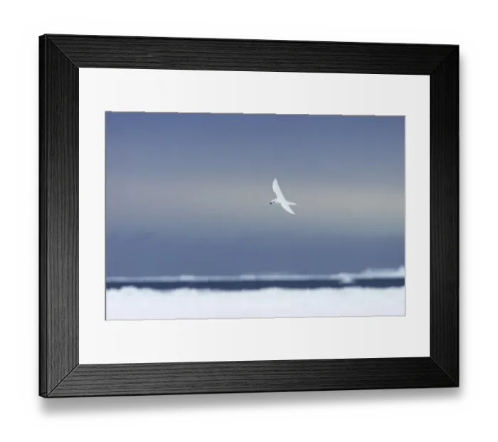 Framed Print : Snow Petrel (Pagodroma nivea) adult, in flight over pack ice, Antarctic Peninsula, Antarctica