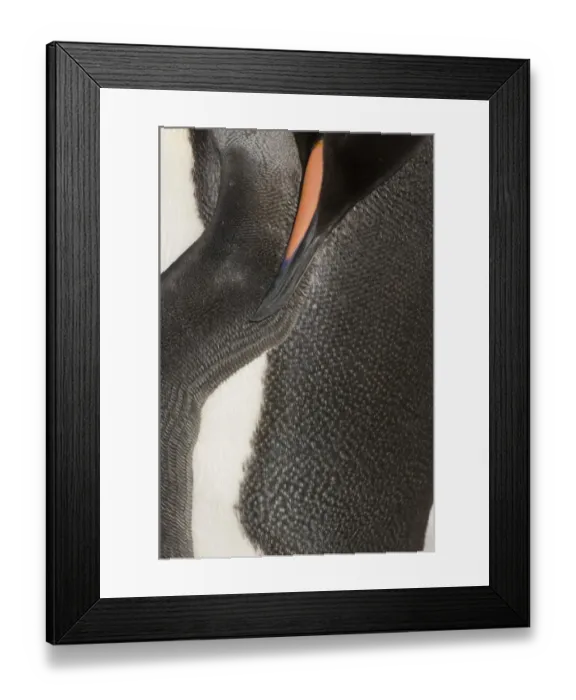 Framed Print : King Penguin (Aptenodytes patagonicus) adult, sleeping, close-up of beak, wing and body, Gold Harbour, South Georgia, november Framed Print : King Penguin (Aptenodytes patagonicus) adult, sleeping, close-up of beak, wing and body, Gold Harbour, South Georgia, november