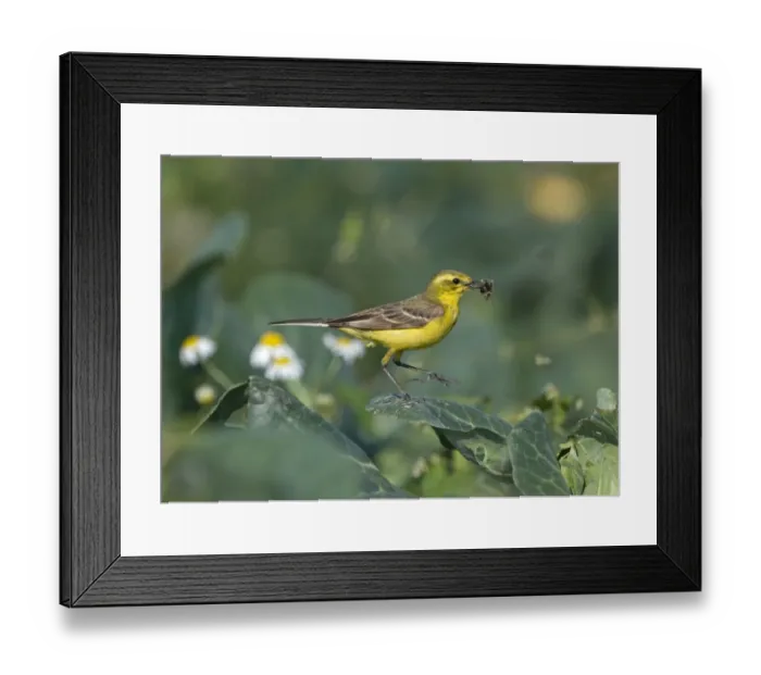 Framed Print : Yellow Wagtail (Motacilla flava) adult male, with insects in beak, collecting food for chicks, perched on cabbage leaf in field, Lincolnshire, England, july Framed Print : Yellow Wagtail (Motacilla flava) adult male, with insects in beak, collecting food for chicks, perched on cabbage leaf in field, Lincolnshire, England, july