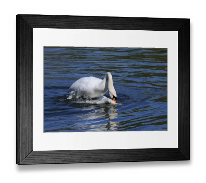 Framed Print : Mute Swan (Cygnus olor) adult pair, mating sequence, mating on water, female with head submerged, Oxfordshire, England, april Framed Print : Mute Swan (Cygnus olor) adult pair, mating sequence, mating on water, female with head submerged, Oxfordshire, England, april