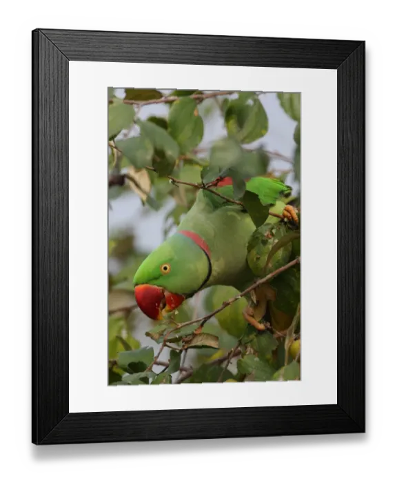 Framed Print : Alexandrine Parakeet (Psittacula eupatria avensis) adult male, feeding on fruit in tree, Kaziranga N. P. Assam, India, january Framed Print : Alexandrine Parakeet (Psittacula eupatria avensis) adult male, feeding on fruit in tree, Kaziranga N. P. Assam, India, january
