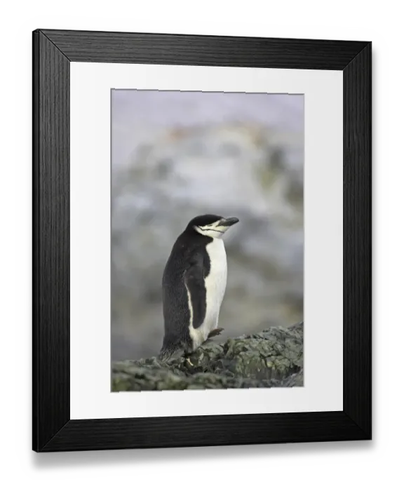 Framed Print : Chinstrap Penguin (Pygoscelis antarctica) adult, sleeping, resting on rocks, Ronge Island, Antarctic Peninsula, Antarctica Framed Print : Chinstrap Penguin (Pygoscelis antarctica) adult, sleeping, resting on rocks, Ronge Island, Antarctic Peninsula, Antarctica