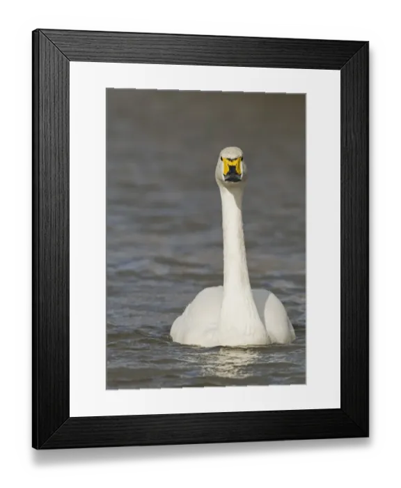 Framed Print : Bewick's Swan (Cygnus bewickii) adult, swimming, Slimbridge, Gloucestershire, England, february Framed Print : Bewick's Swan (Cygnus bewickii) adult, swimming, Slimbridge, Gloucestershire, England, february