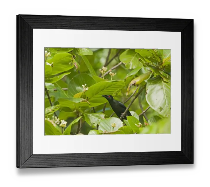 Framed Print : Asian Glossy Starling (Aplonis panayensis) adult, perched on twig amongst leaves, Cebu Island, Philippines Framed Print : Asian Glossy Starling (Aplonis panayensis) adult, perched on twig amongst leaves, Cebu Island, Philippines