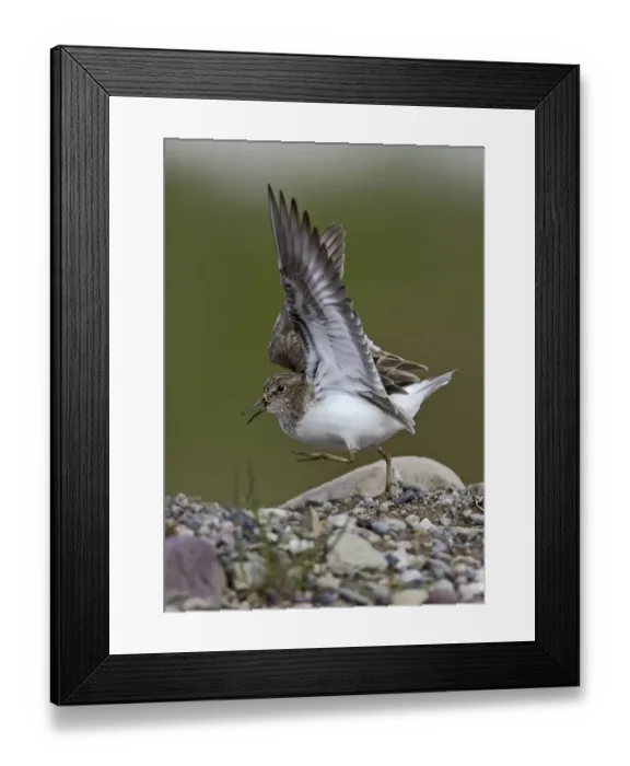 Framed Print : Temminck's Stint (Calidris temminckii) adult, breeding plumage, displaying, Northern Norway, june Framed Print : Temminck's Stint (Calidris temminckii) adult, breeding plumage, displaying, Northern Norway, june