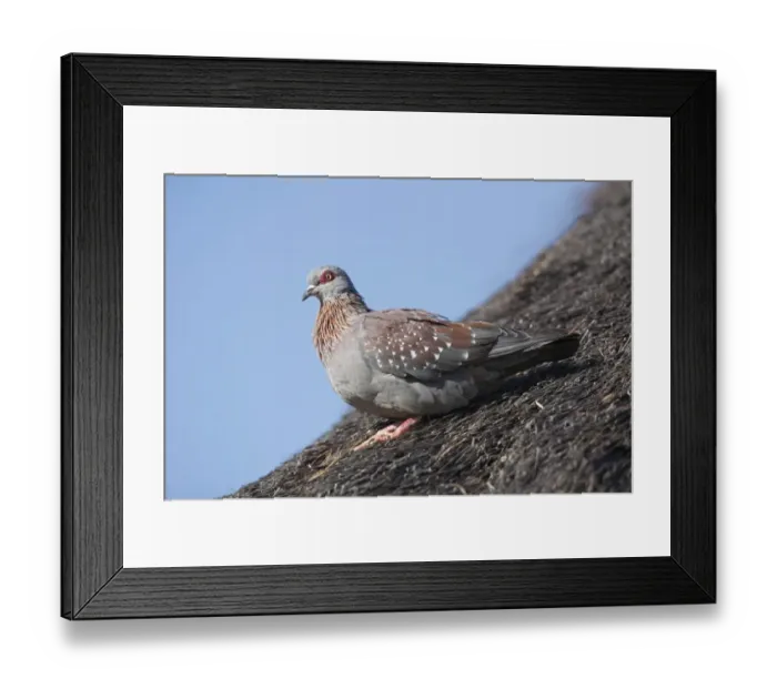 Framed Print : Speckled Pigeon (Columba guinea) adult, standing on thatched roof, Pilanesberg N. P. North West Province, South Africa Framed Print : Speckled Pigeon (Columba guinea) adult, standing on thatched roof, Pilanesberg N. P. North West Province, South Africa