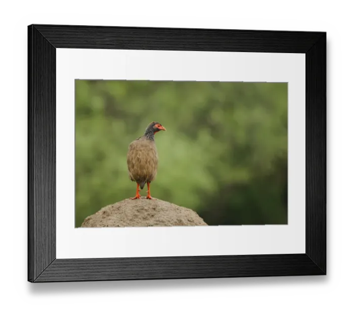 Framed Print : Red-necked Spurfowl (Pternistis afer) adult, standing on mound, Ruaha N. P. Tanzania
