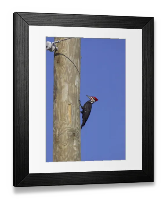Framed Print : Pileated Woodpecker (Dryocopus pileatus) adult male, causing damage to utility pole, Lake Kissimmee, Florida, U. S. A