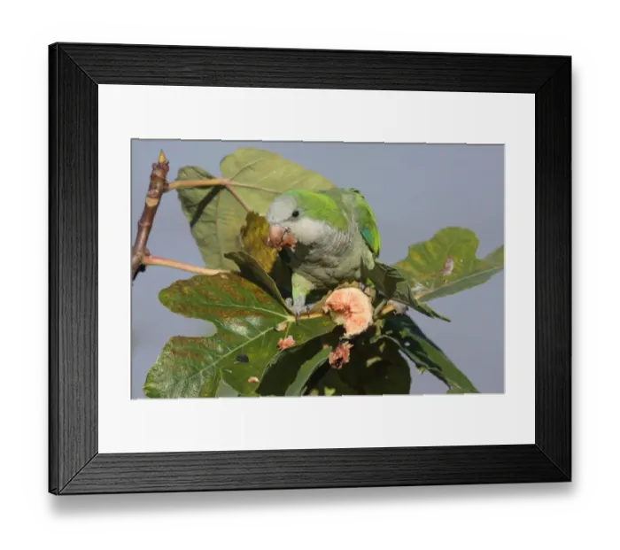 Framed Print : Monk Parakeet (Myiositta monachus) adult, feeding on Fig (Ficus sp. ) fruit, Colonia, Uruguay, february Framed Print : Monk Parakeet (Myiositta monachus) adult, feeding on Fig (Ficus sp. ) fruit, Colonia, Uruguay, february