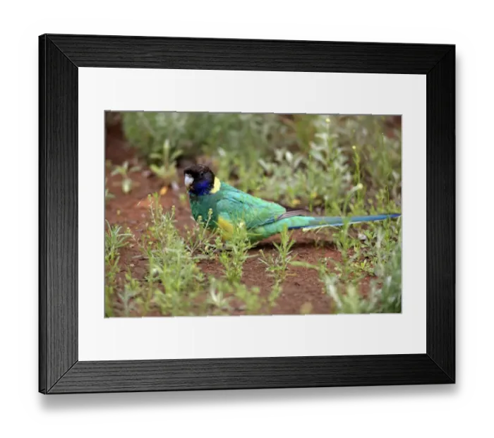 Framed Print : Australian Ringneck (Barnardius zonarius) adult, feeding on ground, Outback, Northern Territory, Australia Framed Print : Australian Ringneck (Barnardius zonarius) adult, feeding on ground, Outback, Northern Territory, Australia