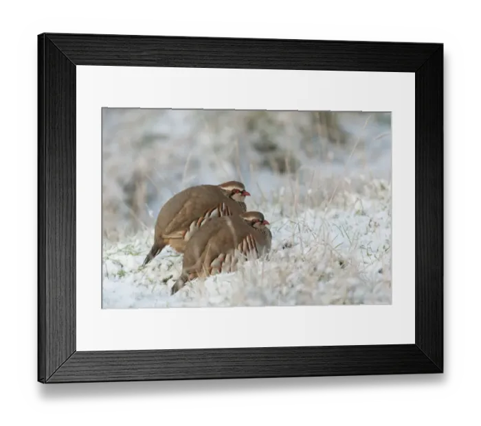 Framed Print : Red-legged Partridge (Alectoris rufa) two adults, resting in snow, North Kent Marshes, Isle of Sheppey, Kent, England, january Framed Print : Red-legged Partridge (Alectoris rufa) two adults, resting in snow, North Kent Marshes, Isle of Sheppey, Kent, England, january