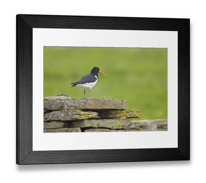 Framed Print : Eurasian Oystercatcher (Haematopus ostralegus) adult, standing on drystone wall in meadow, Mainland, Orkney, Scotland, june Framed Print : Eurasian Oystercatcher (Haematopus ostralegus) adult, standing on drystone wall in meadow, Mainland, Orkney, Scotland, june