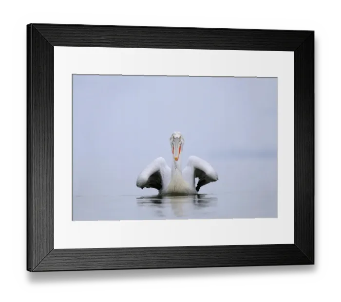 Framed Print : Dalmatian Pelican (Pelecanus crispus) adult, breeding plumage, swimming, Lake Kerkini, Macedonia, Greece