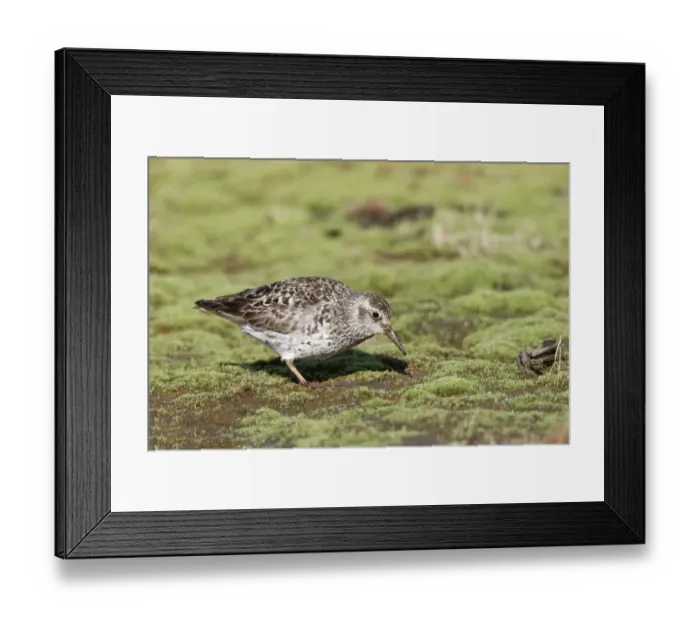 Framed Print : Purple Sandpiper (Calidris maritima) adult, summer plumage, feeding on mud, Spitzbergen, Svalbard, july Framed Print : Purple Sandpiper (Calidris maritima) adult, summer plumage, feeding on mud, Spitzbergen, Svalbard, july