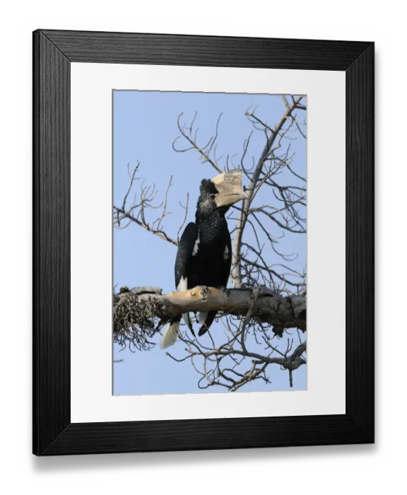 Framed Print : Black-and-white-casqued Hornbill (Bycanistes subcylindricus) adult male, perched on branch, Masai Mara, Kenya Framed Print : Black-and-white-casqued Hornbill (Bycanistes subcylindricus) adult male, perched on branch, Masai Mara, Kenya