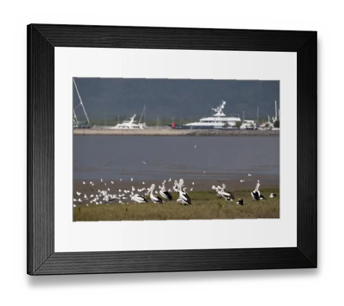 Framed Print : Australian Pelican (Pelecanus conspicillatus) flock, with seagulls in coastal habitat, boats moored in background, Cairns Esplanade, Cairns, Queensland, Australia