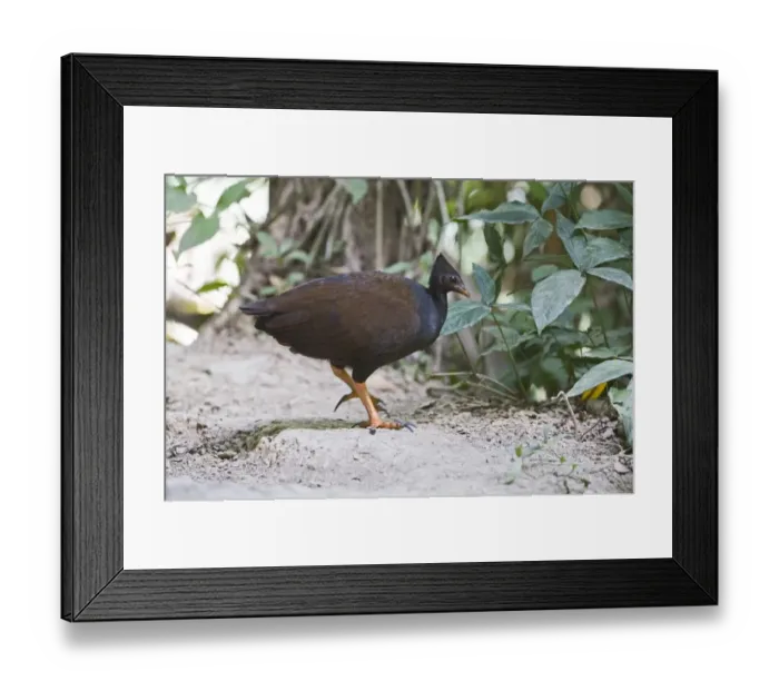 Framed Print : Orange-footed Scrubfowl (Megapodius reinwardt) adult, walking on forest floor, Queensland, Australia Framed Print : Orange-footed Scrubfowl (Megapodius reinwardt) adult, walking on forest floor, Queensland, Australia