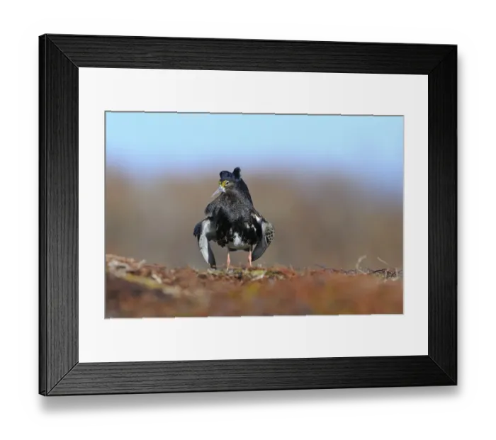 Framed Print : Ruff (Philomachus pugnax) adult male, breeding plumage, displaying at lek, Varanger, Norway, may Framed Print : Ruff (Philomachus pugnax) adult male, breeding plumage, displaying at lek, Varanger, Norway, may