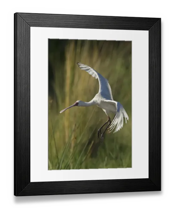Framed Print : African Spoonbill (Platalea alba) adult, in flight, landing in wetland, Okavango Delta, Botswana