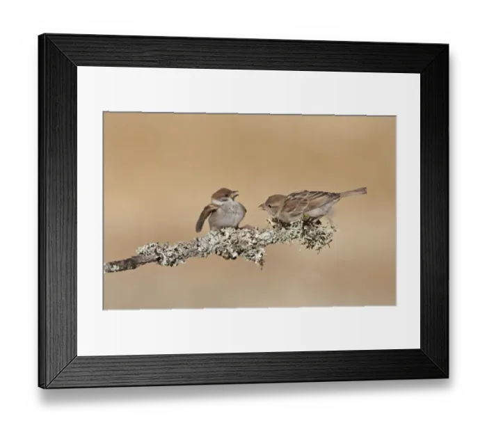 Framed Print : House Sparrow (Passer domesticus) adult female, showing aggression towards Eurasian Tree Sparrow (Passer montanus) juvenile, perched on twig, Northern Spain, july Framed Print : House Sparrow (Passer domesticus) adult female, showing aggression towards Eurasian Tree Sparrow (Passer montanus) juvenile, perched on twig, Northern Spain, july