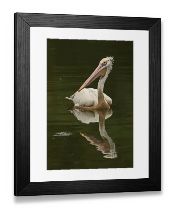 Framed Print : Spot-billed Pelican (Pelecanus philippensis) adult, swimming on lake, Colombo, Sri Lanka, november Framed Print : Spot-billed Pelican (Pelecanus philippensis) adult, swimming on lake, Colombo, Sri Lanka, november