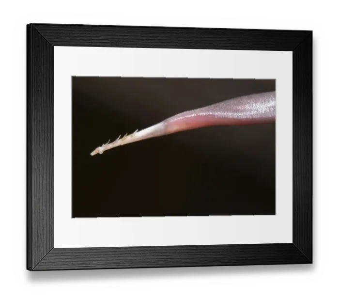 Framed Print : Green Woodpecker (Picus viridis) adult, close-up of tongue showing barbs, Italy Framed Print : Green Woodpecker (Picus viridis) adult, close-up of tongue showing barbs, Italy