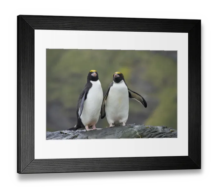 Framed Print : Macaroni Penguin (Eudyptes chrysolophus) adult pair, standing together on rock during rainfall, Royal Bay, South Georgia Framed Print : Macaroni Penguin (Eudyptes chrysolophus) adult pair, standing together on rock during rainfall, Royal Bay, South Georgia