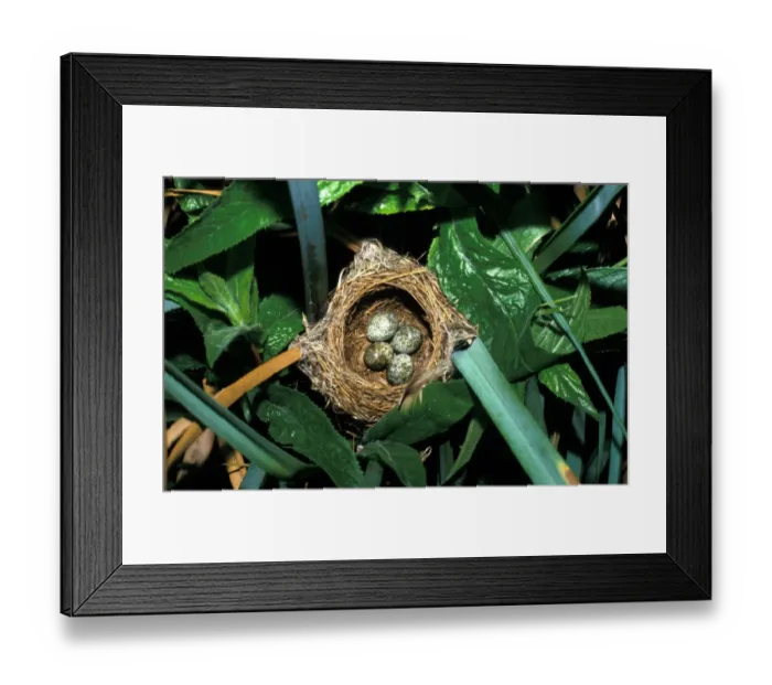 Framed Print : Reed Warbler (Acrocephalus scirpaceus) nest & four eggs