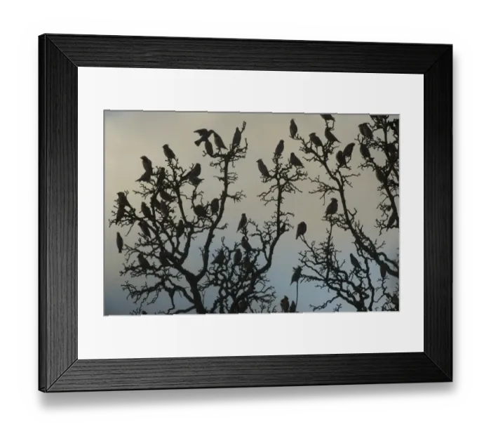 Framed Print : Bohemian Waxwing (Bombycilla garrulus) flock, silhouetted in bare tree branches at dusk, Dumfries and Galloway, Scotland, november Framed Print : Bohemian Waxwing (Bombycilla garrulus) flock, silhouetted in bare tree branches at dusk, Dumfries and Galloway, Scotland, november