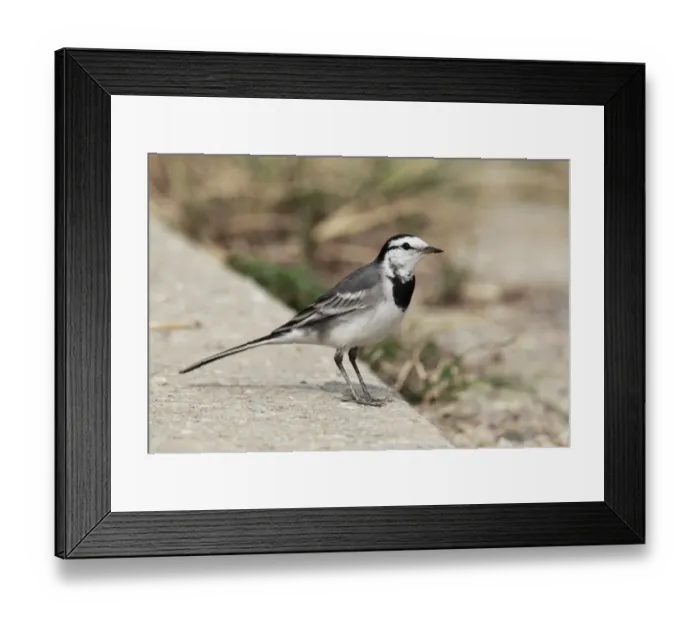 Framed Print : White Wagtail (Motacilla alba ocularis) adult, standing on concrete at edge of road, Hong Kong, China, november Framed Print : White Wagtail (Motacilla alba ocularis) adult, standing on concrete at edge of road, Hong Kong, China, november