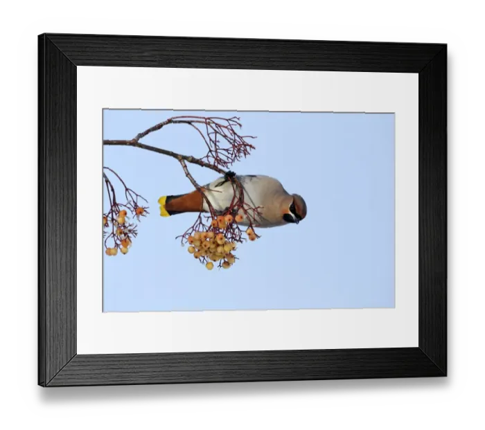 Framed Print : Bohemian Waxwing (Bombycilla garrulus) adult, feeding on rowan berries, West Midlands, England, december Framed Print : Bohemian Waxwing (Bombycilla garrulus) adult, feeding on rowan berries, West Midlands, England, december