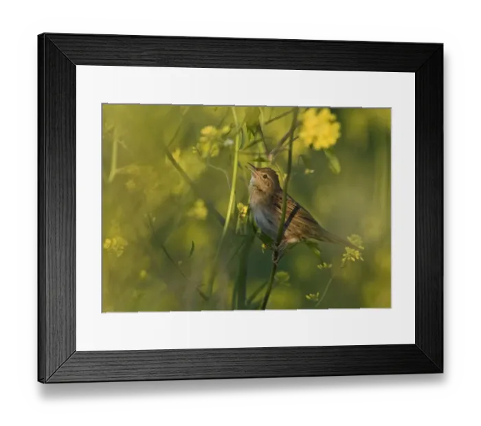 Framed Print : Grasshopper Warbler (Locustella naevia) adult, singing, perched on stem in evening sunlight, Cley, Norfolk, England, june Framed Print : Grasshopper Warbler (Locustella naevia) adult, singing, perched on stem in evening sunlight, Cley, Norfolk, England, june