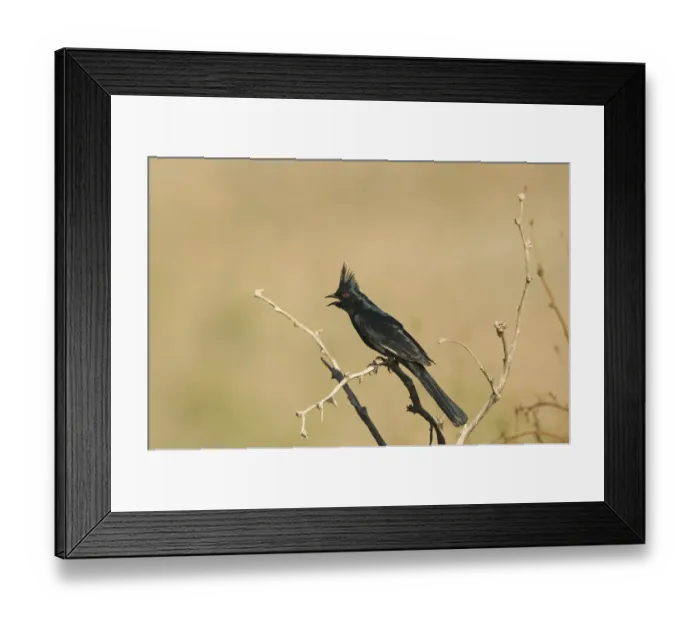 Framed Print : Phainopepla (Phainopepla nitens) adult male, calling, perched on twig, California, U. S. A. april Framed Print : Phainopepla (Phainopepla nitens) adult male, calling, perched on twig, California, U. S. A. april