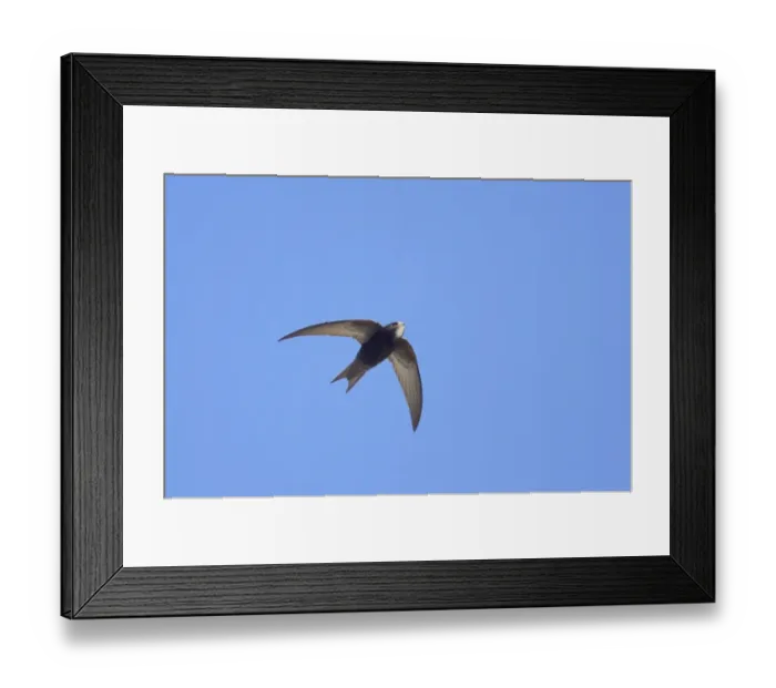 Framed Print : Common Swift (Apus apus) adult, in flight, Hailuoto Island, Oulu, Finland Framed Print : Common Swift (Apus apus) adult, in flight, Hailuoto Island, Oulu, Finland