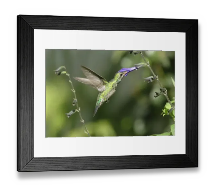 Framed Print : Glittering-bellied Emerald (Chlorostilbon aureoventris) immature male, in flight, feeding at salvia flower, La Lucila, Buenos Aires, Argentina, april Framed Print : Glittering-bellied Emerald (Chlorostilbon aureoventris) immature male, in flight, feeding at salvia flower, La Lucila, Buenos Aires, Argentina, april