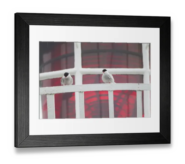 Framed Print : Arctic Tern (Sterna paradisea) two adults, standing on lighthouse railing, Inner Farne, Farne Islands, Northumberland, England, june Framed Print : Arctic Tern (Sterna paradisea) two adults, standing on lighthouse railing, Inner Farne, Farne Islands, Northumberland, England, june