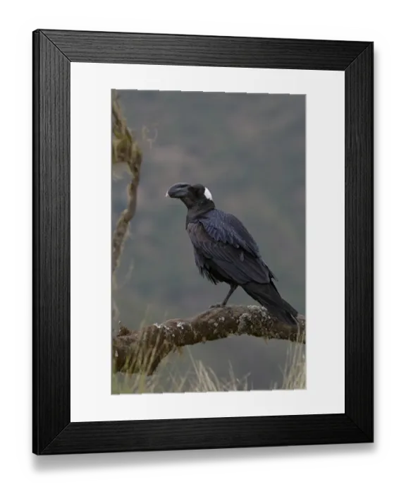 Framed Print : Thick-billed Raven (Corvus crassirostris) adult, perched on branch, Simien Mountains, Ethiopia