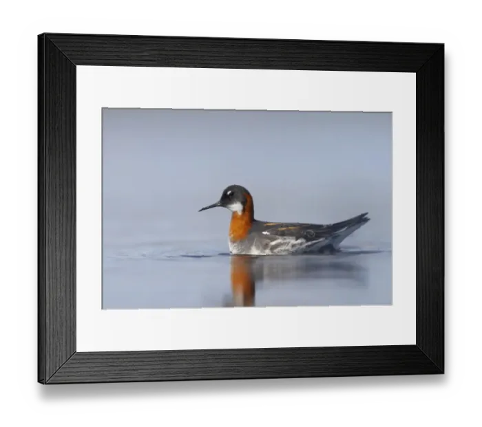 Framed Print : Red-necked Phalarope (Phalaropus lobatus) adult female, swimming, Loch Funzie, Fetlar, Shetland Islands, Scotland Framed Print : Red-necked Phalarope (Phalaropus lobatus) adult female, swimming, Loch Funzie, Fetlar, Shetland Islands, Scotland