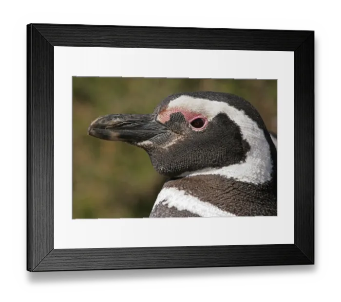 Framed Print : Magellanic Penguin (Spheniscus magellanicus) adult, close-up of head, Estancia San Lorenzo, Chubut, Argentina, october Framed Print : Magellanic Penguin (Spheniscus magellanicus) adult, close-up of head, Estancia San Lorenzo, Chubut, Argentina, october