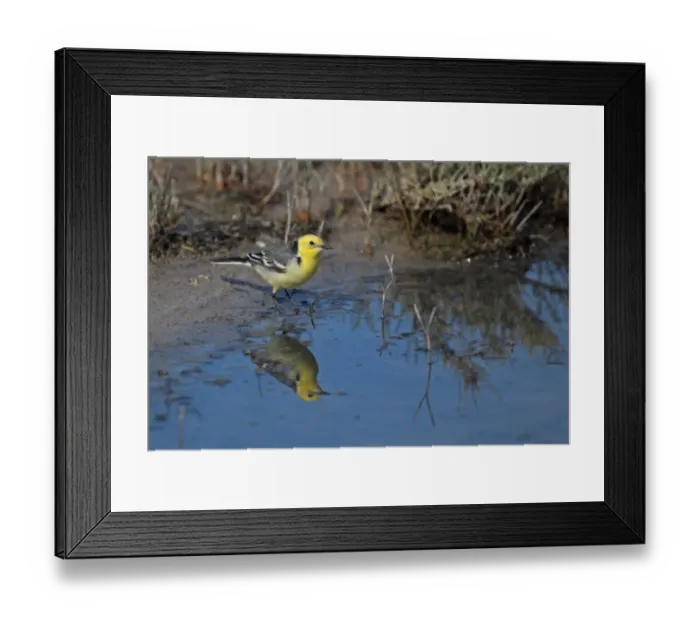 Framed Print : Citrine Wagtail (Motacilla citreola) adult male, standing at edge of water, Lesvos, Greece, april