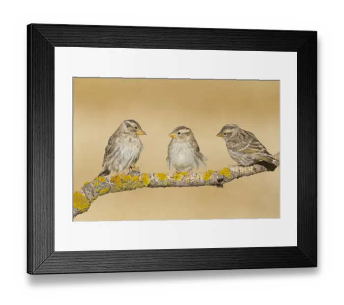 Framed Print : Rock Sparrow (Petronia petronia) adult and two juveniles, perched on twig, Northern Spain, july Framed Print : Rock Sparrow (Petronia petronia) adult and two juveniles, perched on twig, Northern Spain, july