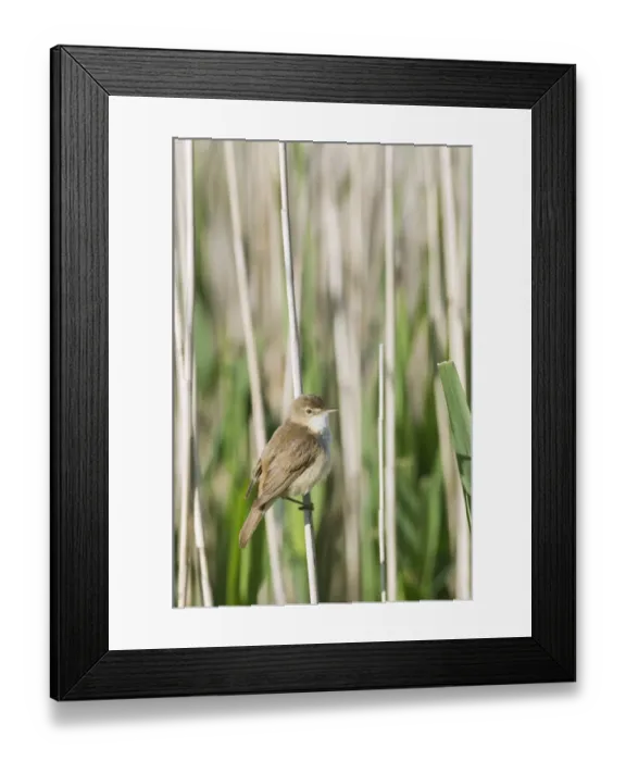 Framed Print : Eurasian Reed-warbler (Acrocephalus scirpaceus) adult, perched on reed stem, North Kent Marshes, Isle of Sheppey, Kent, England, may Framed Print : Eurasian Reed-warbler (Acrocephalus scirpaceus) adult, perched on reed stem, North Kent Marshes, Isle of Sheppey, Kent, England, may