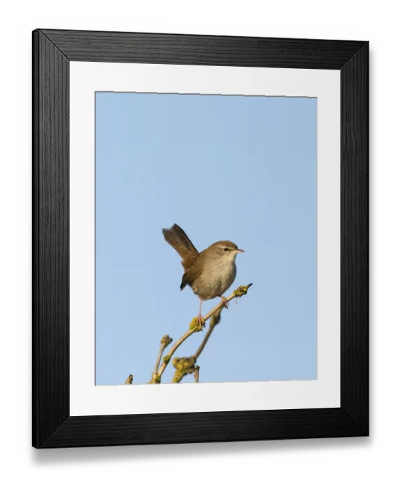 Framed Print : Cetti's Warbler (Cettia cetti) adult, perched on twig, Norfolk, England, april Framed Print : Cetti's Warbler (Cettia cetti) adult, perched on twig, Norfolk, England, april