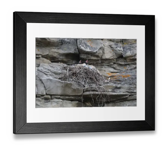 Framed Print : Common Raven (Corvus corax) chicks, calling, in nest on rock face, Varanger, Norway, may