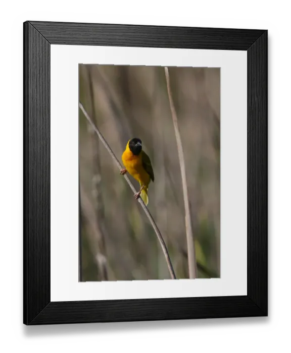 Framed Print : Black-headed Weaver (Ploceus melanocephalus) introduced species, adult male, perched on reed stem, Algarve, Portugal, april Framed Print : Black-headed Weaver (Ploceus melanocephalus) introduced species, adult male, perched on reed stem, Algarve, Portugal, april