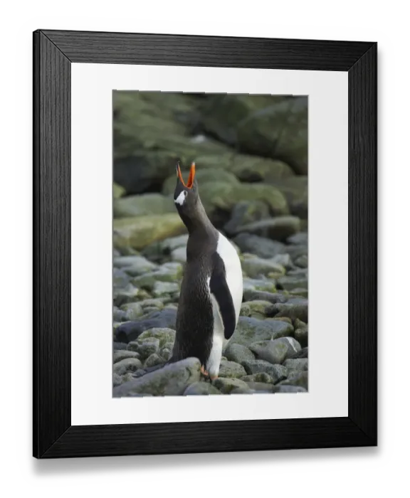 Framed Print : Gentoo Penguin (Pygoscelis papua) adult, braying, standing on pebbles, Ronge Island, Antarctic Peninsula, Antarctica Framed Print : Gentoo Penguin (Pygoscelis papua) adult, braying, standing on pebbles, Ronge Island, Antarctic Peninsula, Antarctica