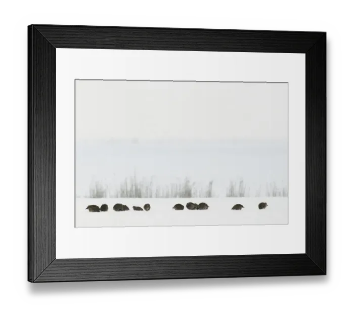 Framed Print : Grey Partridge (Perdix perdix) and Red-legged Partridge (Alectoris rufa) adults, covey foraging on snow covered field, North Kent Marshes, Isle of Sheppey, Kent, England, december