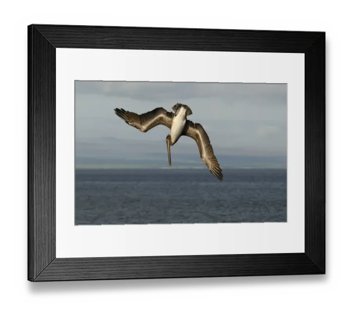 Framed Print : Brown Pelican (Pelecanus occidentalis) juvenile, in flight, plunge diving into sea, Galapagos Islands Framed Print : Brown Pelican (Pelecanus occidentalis) juvenile, in flight, plunge diving into sea, Galapagos Islands
